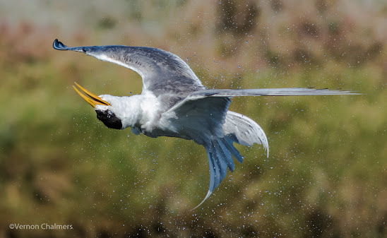 Birds in Flight (Swift Tern) : Canon EOS 7D Mark II / 400mm lens