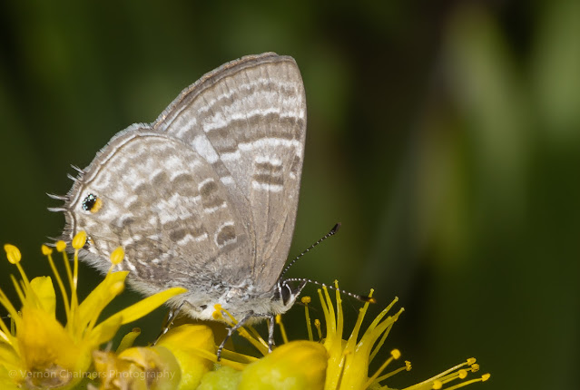 Small butterfly with Canon EOS 6D / EF 100mm f/2.8 USM Macro lens (HSS Mode)