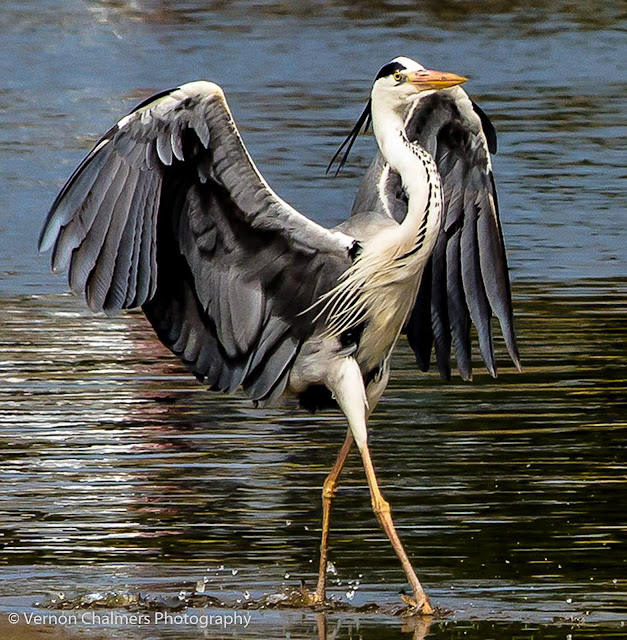 Vernon Chalmers: A Journey Through Meaning, Presence, and Perception