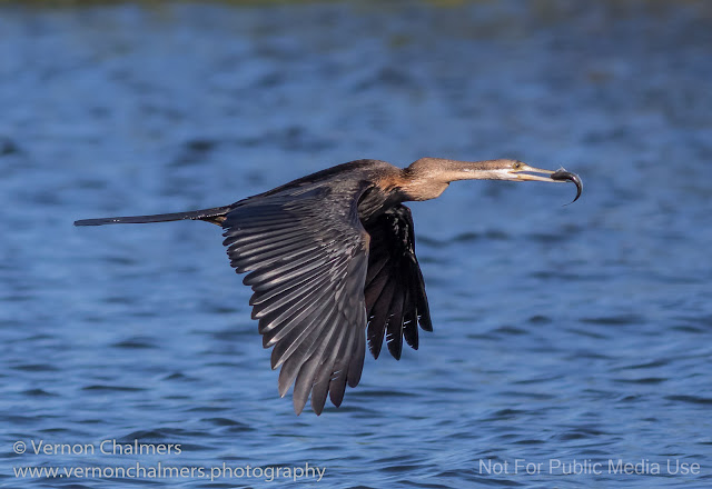 African Darter over Clean Water, Diep River (2018) Copyright Vernon Chalmers