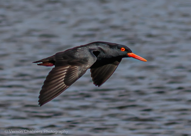 African Oystercatcher in Flight : Table Bay Nature Reserve, Woodbridge Island