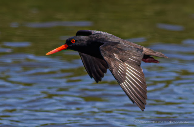 Vernon Chalmers Still a Canon EOS 7D Mark II User