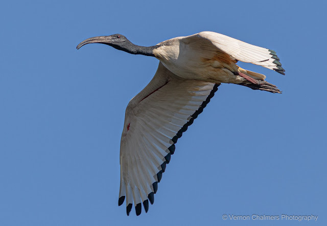 Vernon Chalmers Still a Canon EOS 7D Mark II User
