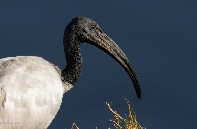African Sacred Ibis Portrait Woodbridge Island Milnerton