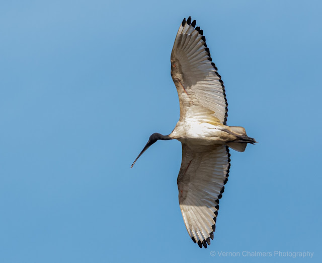 African Sacred Ibis : High Above Woodbridge Island