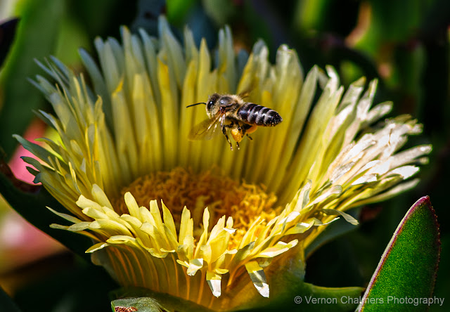 Bee in Flight : Arnhem Milnerton Bee in Flight : Arnhem Milnerton