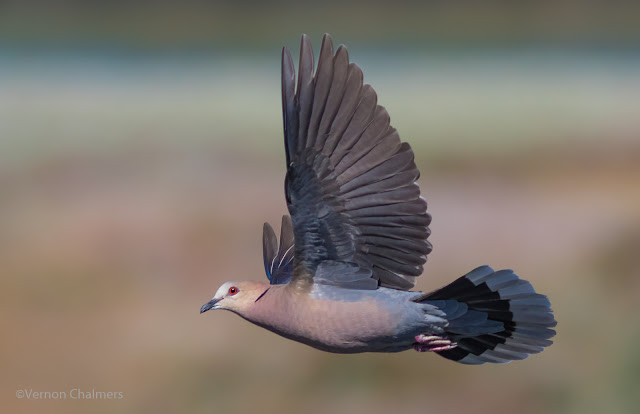 Canon EOS Birds in Flight Photography Training : Woodbridge Island, Cape Town