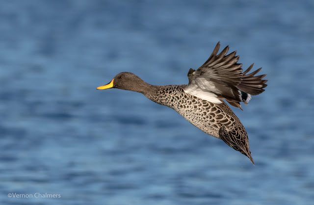 Yellow-Billed Duck : Canon EOS 7D Mark II / EF 400mm f/5.6L USM Lens