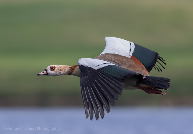 Egyptian goose in low light Woodbridge Island - Canon EOS 7D Mark II / 400mm Lens
