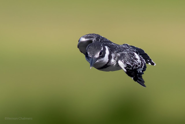 Pied Kingfisher with Canon EOS 7D Mark II / 400mm Lens