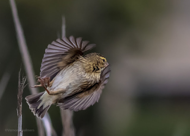 Birds in Flight Photography Lessons Woodbridge Island / Cape Town