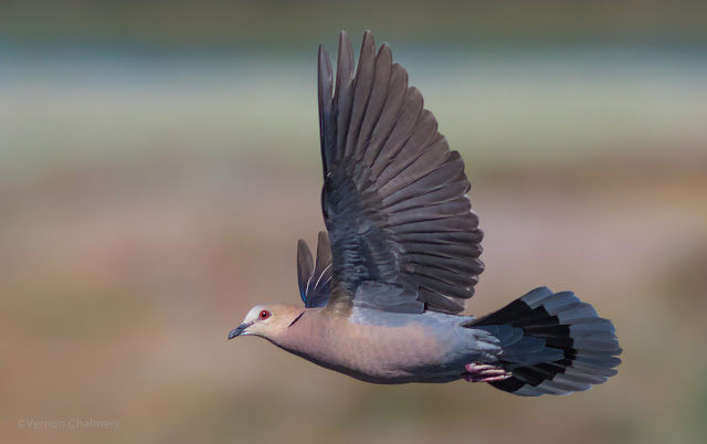 Dove in Flight - Canon EOS 7D Mark II - Woodbridge Island, Cape Town