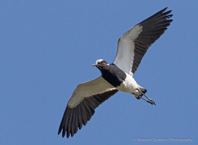 Vernon Chalmers Still a Canon EOS 7D Mark II User