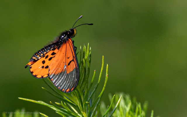 Garden Acraea Butterfly Kirstenbosch - Vernon Chalmers Photography Training Cape Town