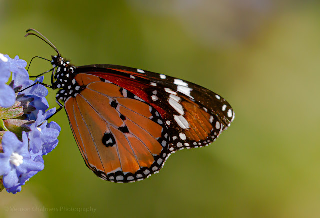 African Monarch Butterfly Kirstenbosch - Vernon Chalmers Photography Cape Town
