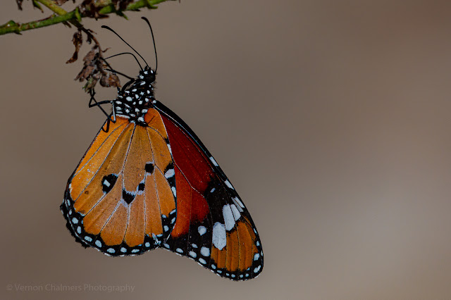 African Monarch Butterfly Kirstenbosch - Vernon Chalmers Photography Cape Town