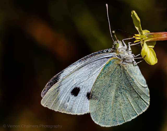 Small Butterfly Woodbridge Island - Canon EF 100-400mm Lens
