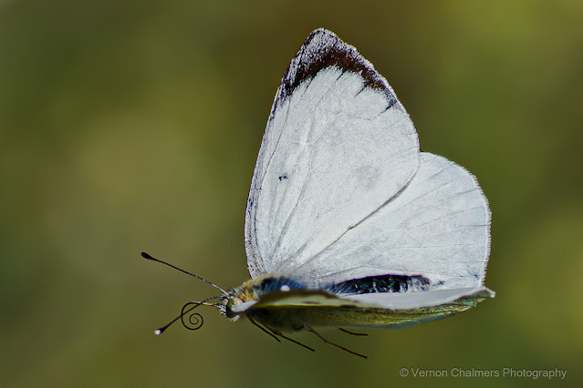 Cabbage White Butterfly in Flight : Diep River Woodbridge Island