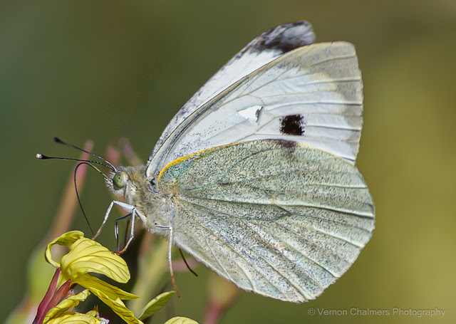 Cabbage White Butterfly : Diep River Woodbridge Island Cabbage White Butterfly : Diep River Woodbridge Island