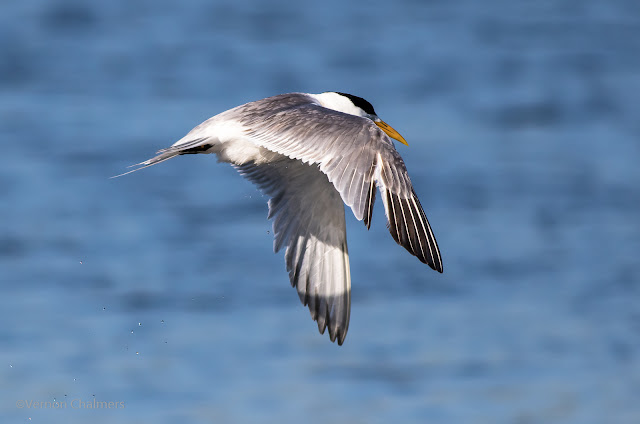 Canon EOS 70D - Woodbridge Island, Cape Town