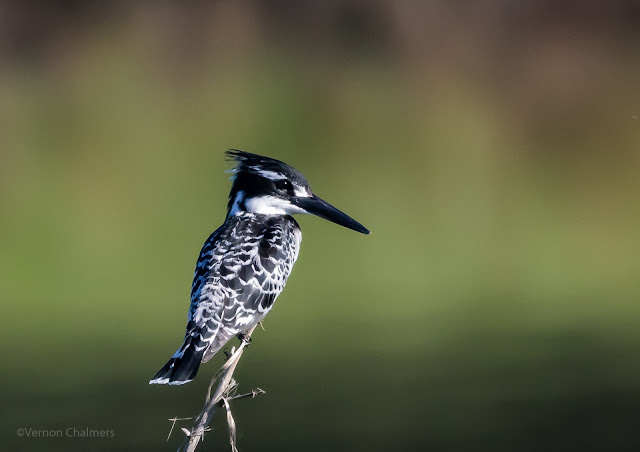 Pied Kingfisher : Canon EOS 7D Mark II / EF 400mm f/5.6L USM Lens