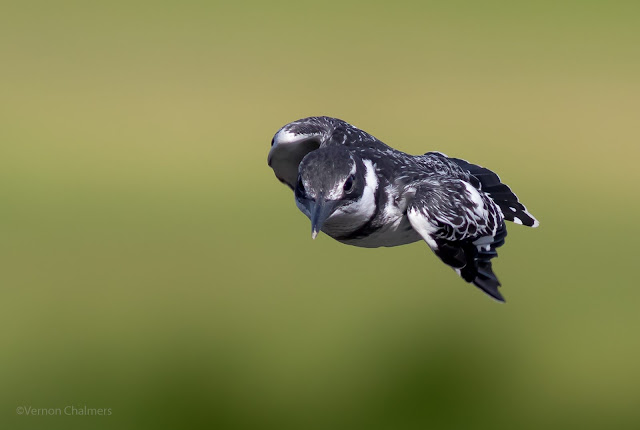 Pied Kingfisher : Canon EOS 7D Mark II / EF 400mm f/5.6L USM Lens