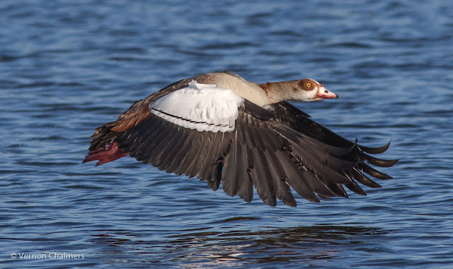 Egyptian Goose Canon : EOS 7D Mark II / EF 400mm f/5.6L USM Lens
