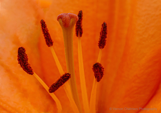 Small Flower Canon EOS 6D Mark II / EF 100mm Macro USM Lens