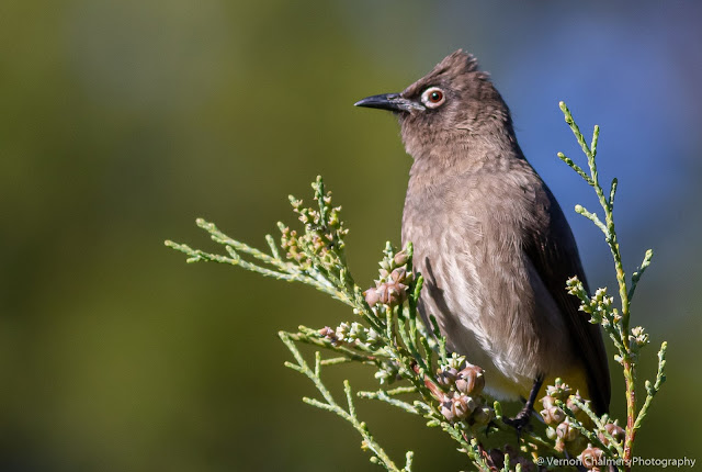 Cape Bulbul Kirstenbosch - Vernon Chalmers Photography Training Cape Town