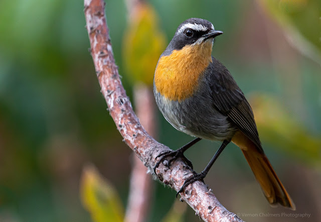Cape Robin-Chat Kirstenbosch - Vernon Chalmers Photography Training Cape Town
