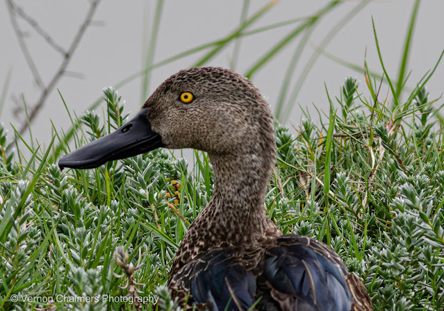 Cape Shoveler Duck : Woodbridge Island, Cape Town