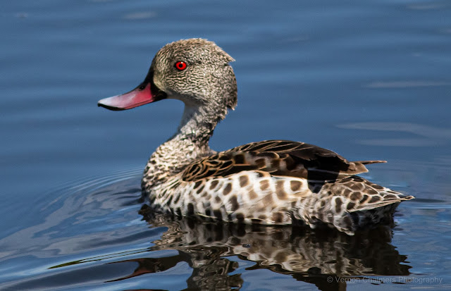 Vernon Chalmers Photography Training Woodbridge Island, Cape Town