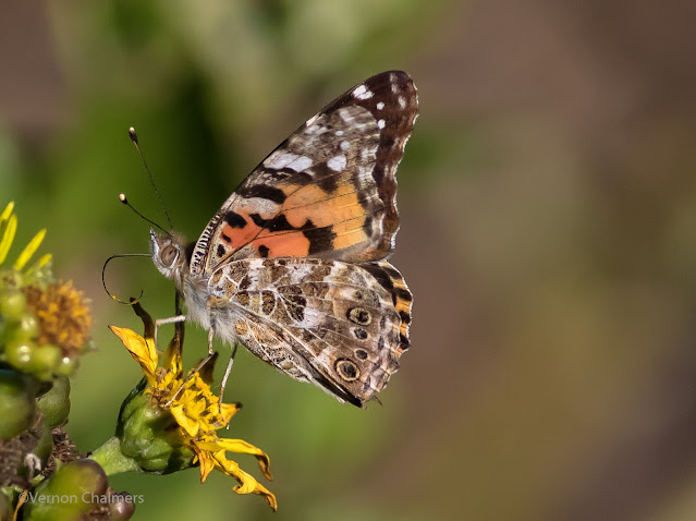Butterfly Woodbridge Island with Canon 7D Mark II / EF 400mm f/5.6L USM lens