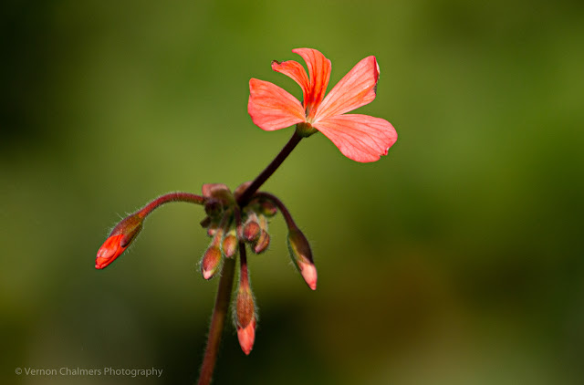 Small Flower Kirstenbosch, Canon 70D / EF 100-400mm f/4.5-5.6L IS USM lens