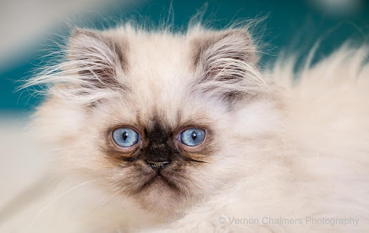 Persian Cat Portrait : Canon EOS 6D / 70-300mm f/4-5.6L IS USM Lens