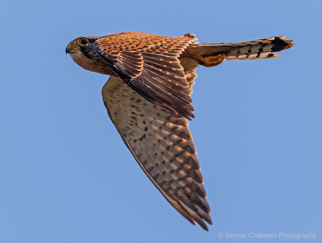 Vernon Chalmers Still a Canon EOS 7D Mark II User