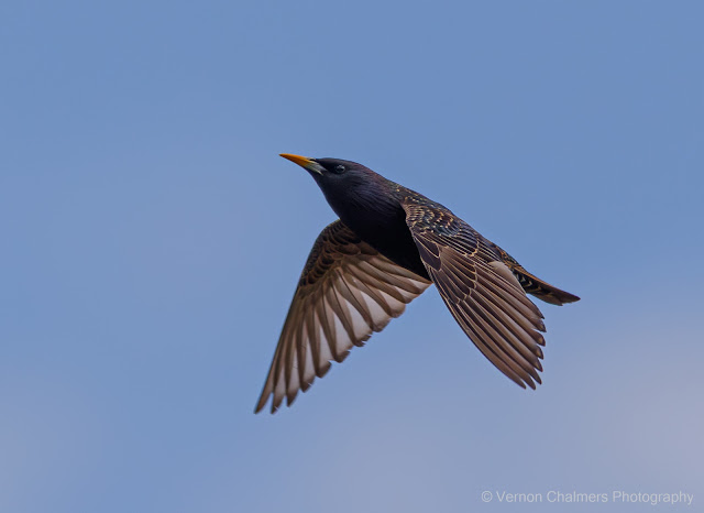 Vernon Chalmers: Phenomenology in Flight