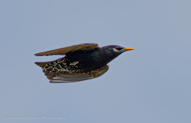 Common Starling in Flight Diep River Woodbridge Island Copyright Vernon Chalmers Photography