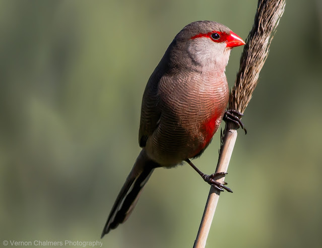 Vernon Chalmers: Colour, Light and the Aesthetics of Awareness