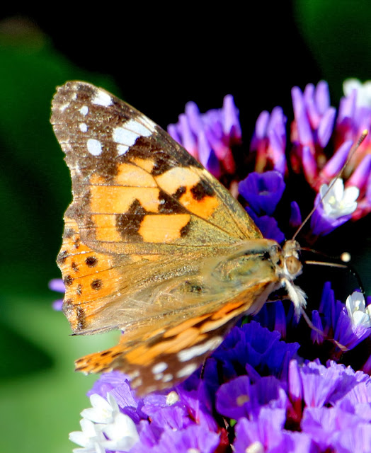 Canon Aperture and Depth of Field Samples