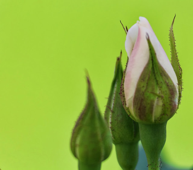 Canon Aperture and Depth of Field Samples