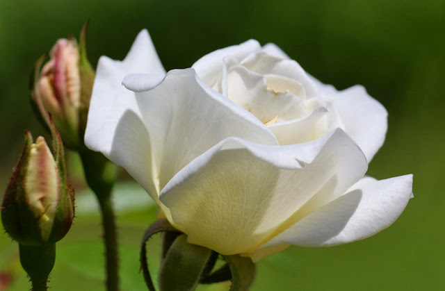 Canon Aperture and Depth of Field Samples