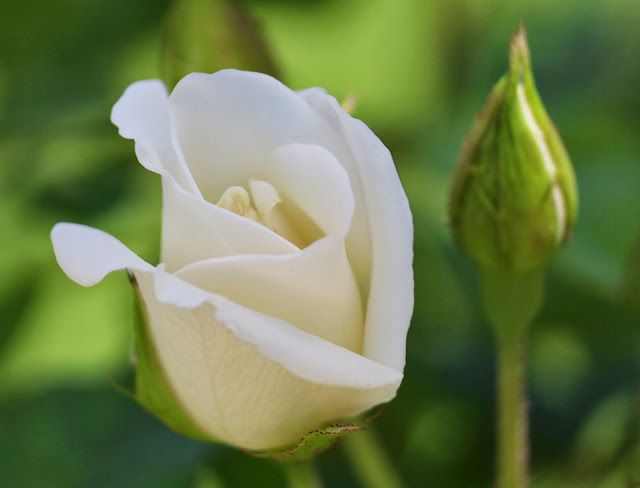 Canon Aperture and Depth of Field Samples