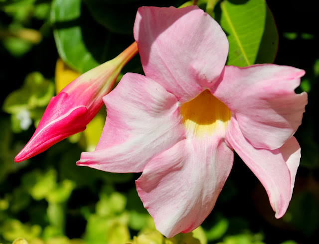 Canon Aperture and Depth of Field Samples