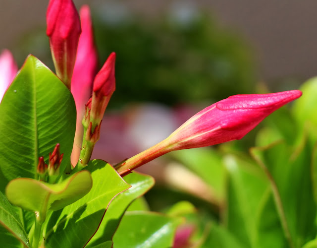 Canon Aperture and Depth of Field Samples