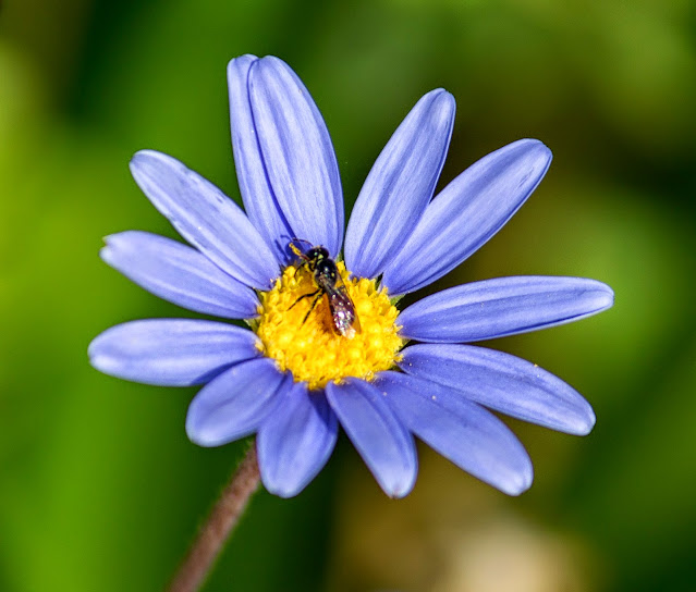 Canon Aperture and Depth of Field Samples