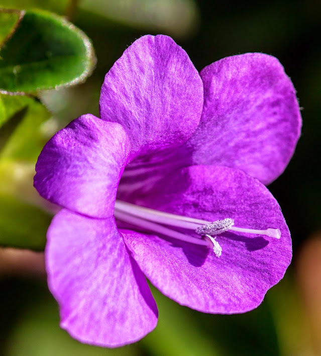 Canon Aperture and Depth of Field Samples