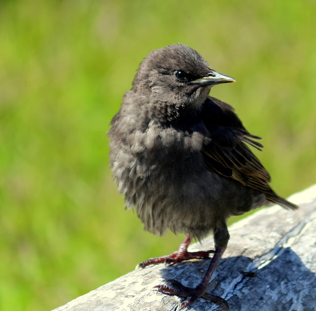 Canon Aperture and Depth of Field Samples