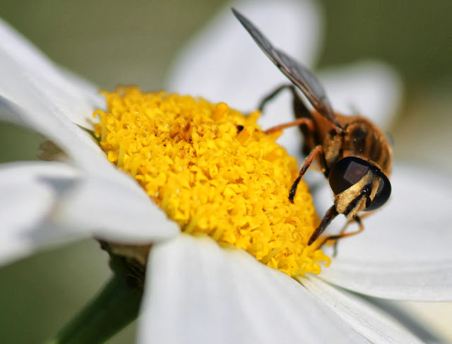 Canon Aperture and Depth of Field Samples