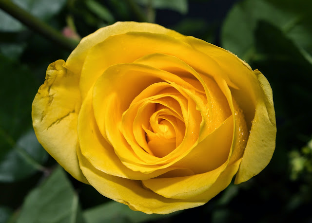 Canon Aperture and Depth of Field Samples